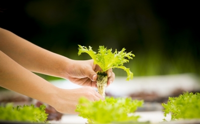 Producciones No Tradicionales: charlas con especialistas